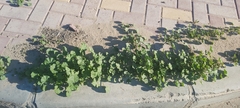 Malva parviflora