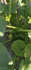 Malva parviflora