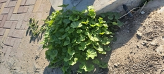 Malva parviflora