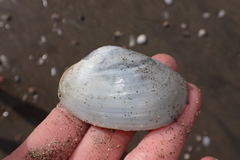 Periploma planiusculum