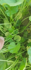 Malva parviflora