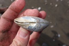 Periploma planiusculum