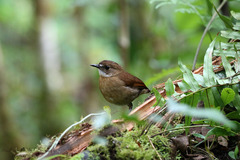 Lesser Ground Robin photo 1