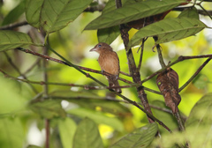 Colluricincla megarhyncha