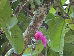 Melilestes megarhynchus