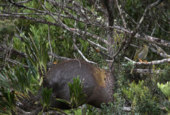 Oreornis chrysogenys
