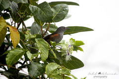 Ptiloprora erythropleura
