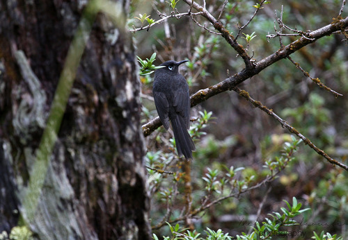 Melionyx fuscus observed 2008-06-19