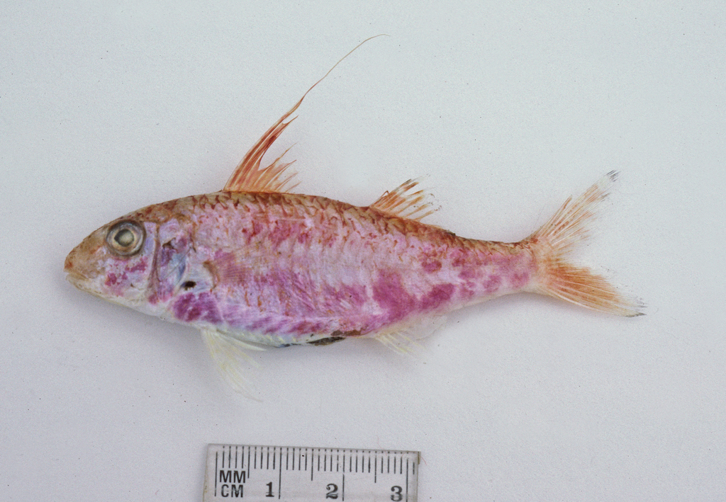 Pennant Goatfish
