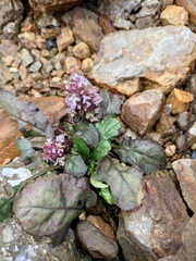 Ajuga decumbens