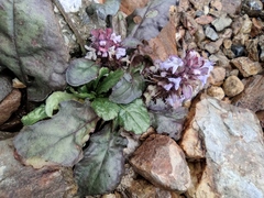 Ajuga decumbens