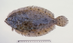 Pseudorhombus tenuirastrum