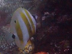 Coradion chrysozonus