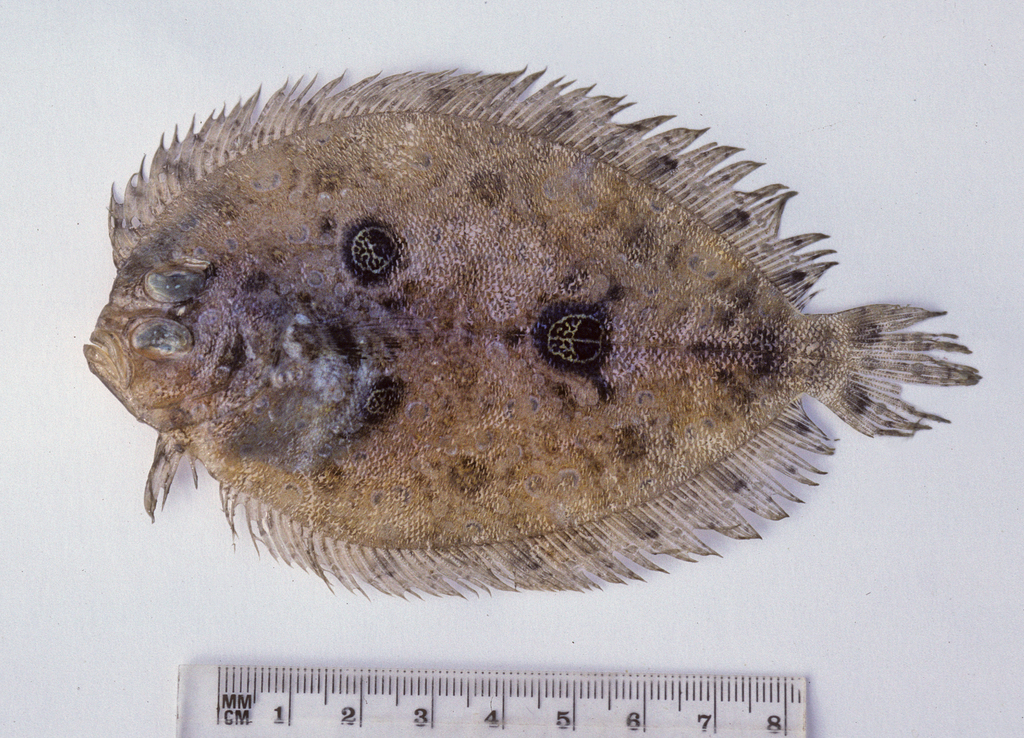 Pennant Flounder