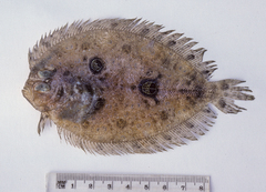 Grammatobothus pennatus