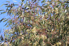Eucalyptus ochrophloia