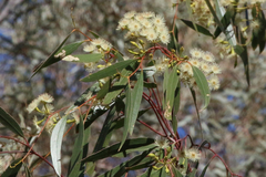 Eucalyptus ochrophloia