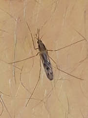 Anopheles freeborni