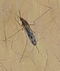 Anopheles freeborni