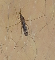 Anopheles freeborni