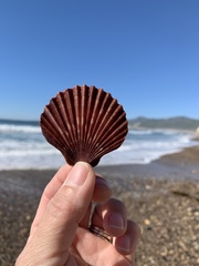 Leopecten diegensis