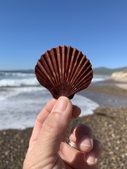 Leopecten diegensis