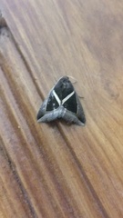 Chalciope