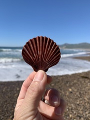 Leopecten diegensis