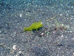 Iniistius aneitensis