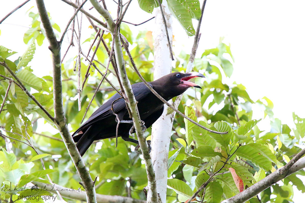 Brown-headed Crow photo
