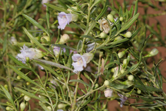 Eremophila sturtii