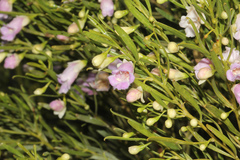 Eremophila sturtii