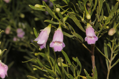 Eremophila sturtii