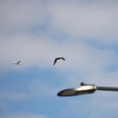 Haliaeetus leucocephalus