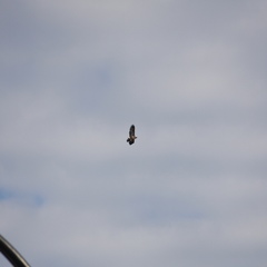 Haliaeetus leucocephalus