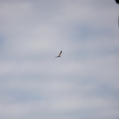 Haliaeetus leucocephalus