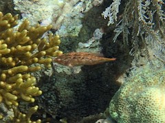 Pteragogus enneacanthus