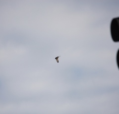 Haliaeetus leucocephalus
