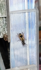 Ropalidia socialistica