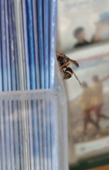 Ropalidia socialistica