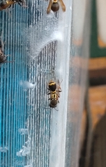 Ropalidia socialistica