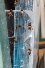 Ropalidia socialistica