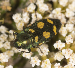 Castiarina insculpta