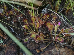 Drosera collinsiae