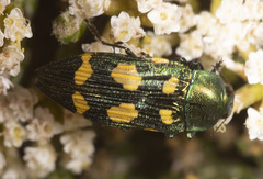 Castiarina insculpta
