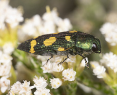 Castiarina insculpta