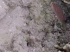 Pseudocheilinus hexataenia