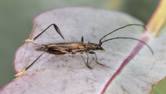 Mecynopus cothurnatus