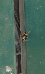 Ropalidia socialistica