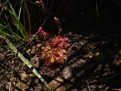 Drosera dielsiana